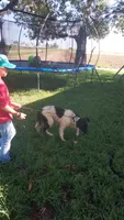 Oreo, a male German Shepherd Dog and Anatolian Shepherd Dog for sale in La Junta, CO – 1 of 7