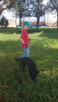 Rosie, a female German Shepherd Dog and Anatolian Shepherd Dog for sale in La Junta, CO – 2 of 5