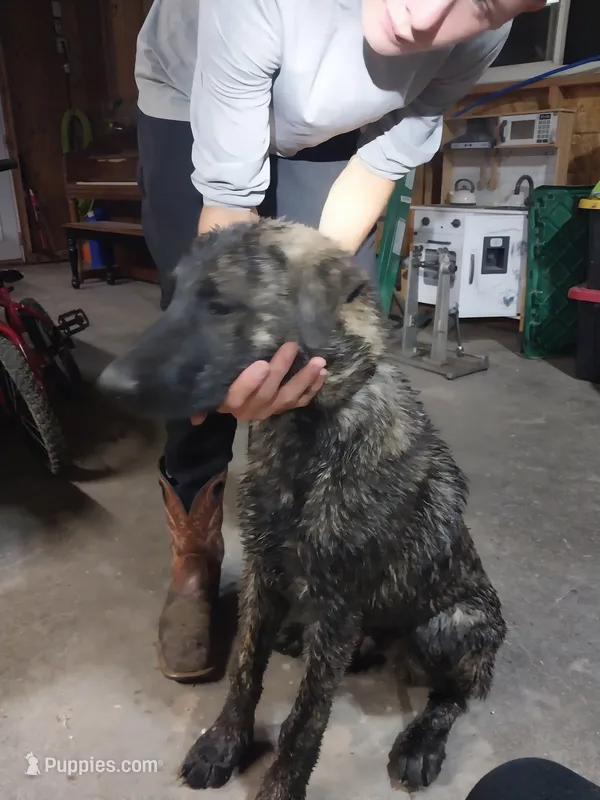 Duke – German Shepherd Dog, Anatolian Shepherd Dog puppy for sale in La Junta, CO