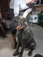 Duke, a male German Shepherd Dog and Anatolian Shepherd Dog for sale in La Junta, CO – 1 of 9