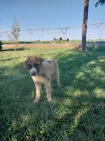 Eddie, a male German Shepherd Dog and Anatolian Shepherd Dog for sale in La Junta, CO – 6 of 7