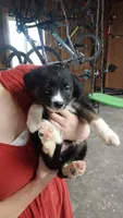 Socks, a male Border Collie and German Shepherd Dog for sale in La Junta, CO – 4 of 7