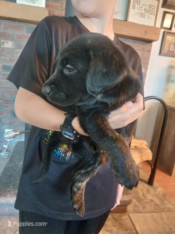 Riley – German Shepherd Dog, Labrador Retriever puppy for sale in La Junta, CO
