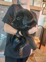 Riley, a male German Shepherd Dog and Labrador Retriever for sale in La Junta, CO – 1 of 3