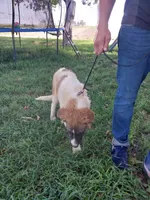 Mace, a male German Shepherd Dog and Anatolian Shepherd Dog for sale in La Junta, CO – 5 of 5