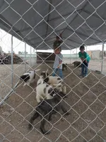 Duke, a male German Shepherd Dog and Anatolian Shepherd Dog for sale in La Junta, CO – 7 of 9