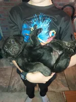 Riley, a male German Shepherd Dog and Labrador Retriever for sale in La Junta, CO – 3 of 3