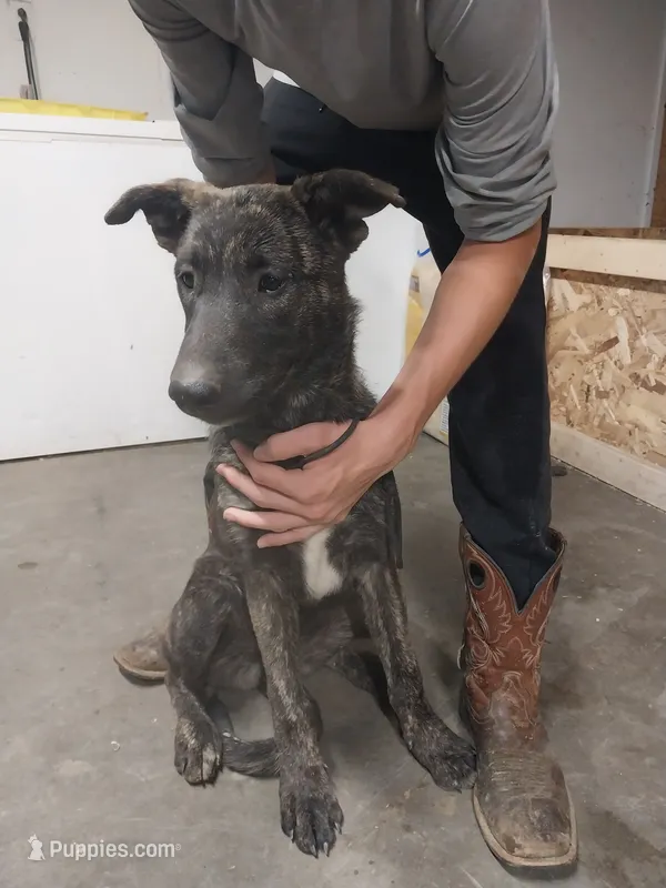Lady – German Shepherd Dog, Anatolian Shepherd Dog puppy for sale in La Junta, CO
