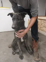Lady, a female German Shepherd Dog and Anatolian Shepherd Dog for sale in La Junta, CO – 1 of 6