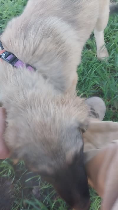Toby, a male German Shepherd Dog and Anatolian Shepherd Dog for sale in La Junta, CO – 4 of 4