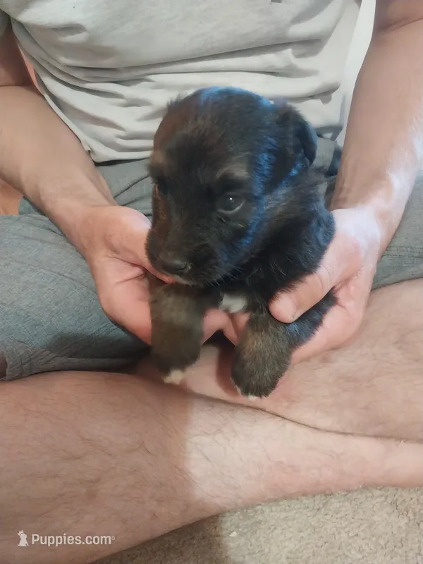 Marley – Border Collie, German Shepherd Dog puppy for sale in La Junta, CO