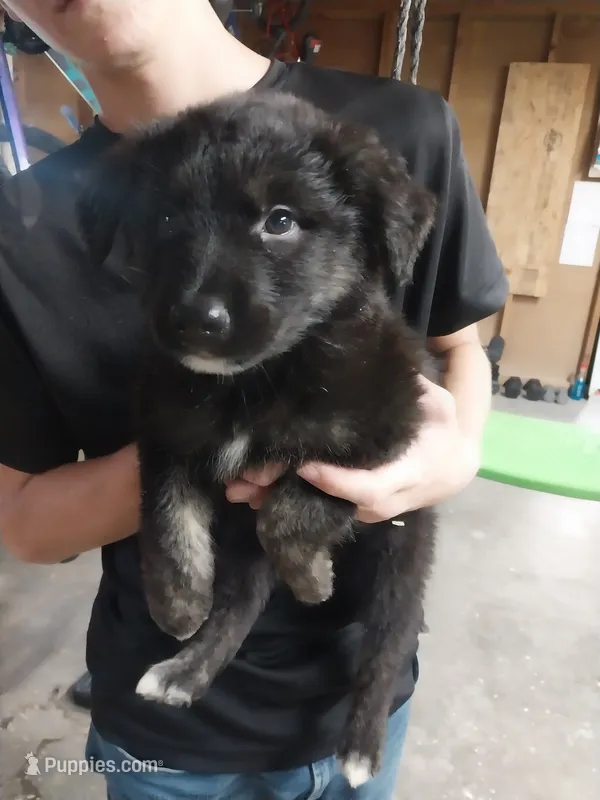 Champion – Border Collie, German Shepherd Dog puppy for sale in La Junta, CO