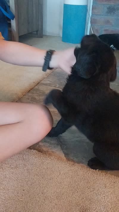 Shadow, a female German Shepherd Dog and Labrador Retriever for sale in La Junta, CO – 2 of 2
