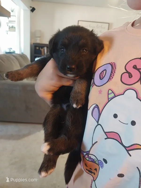 Jasper – Border Collie, German Shepherd Dog puppy for sale in La Junta, CO