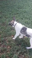 Brody, a male German Shepherd Dog and Anatolian Shepherd Dog for sale in La Junta, CO – 2 of 6