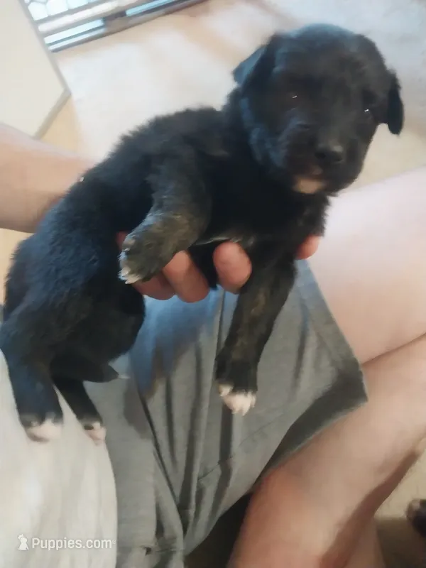 Dolly – Border Collie, German Shepherd Dog puppy for sale in La Junta, CO