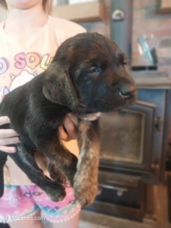 Charly – German Shepherd Dog, Labrador Retriever puppy for sale in La Junta, CO