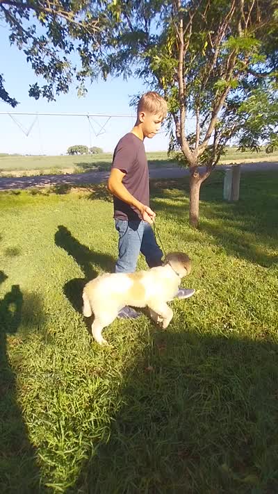 Eddie, a male German Shepherd Dog and Anatolian Shepherd Dog for sale in La Junta, CO – 7 of 7