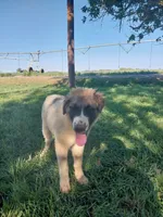 Eddie, a male German Shepherd Dog and Anatolian Shepherd Dog for sale in La Junta, CO – 5 of 7