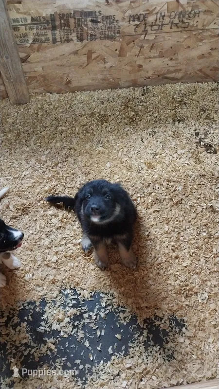 Jasper – Border Collie, German Shepherd Dog puppy for sale in La Junta, CO