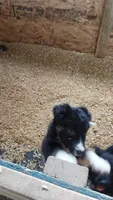 Socks, a male Border Collie and German Shepherd Dog for sale in La Junta, CO – 2 of 7
