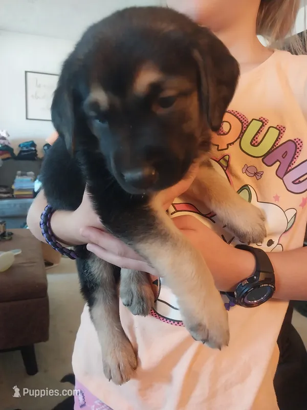 Branch – German Shepherd Dog, Labrador Retriever puppy for sale in La Junta, CO