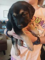 Branch, a male German Shepherd Dog and Labrador Retriever for sale in La Junta, CO – 1 of 4
