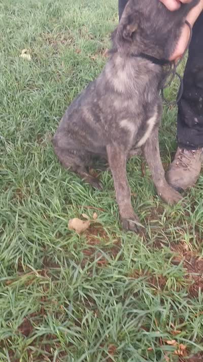 Lady, a female German Shepherd Dog and Anatolian Shepherd Dog for sale in La Junta, CO – 3 of 3