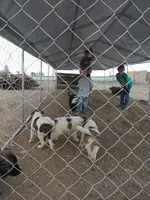 Oreo, a male German Shepherd Dog and Anatolian Shepherd Dog for sale in La Junta, CO – 6 of 7