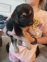 Branch, a male German Shepherd Dog and Labrador Retriever for sale in La Junta, CO – 2 of 4