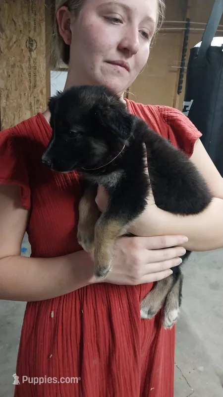 Luna – Border Collie, German Shepherd Dog puppy for sale in La Junta, CO