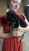 Luna, a female Border Collie and German Shepherd Dog for sale in La Junta, CO – 1 of 5