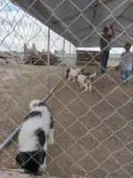 Oreo, a male German Shepherd Dog and Anatolian Shepherd Dog for sale in La Junta, CO – 5 of 7