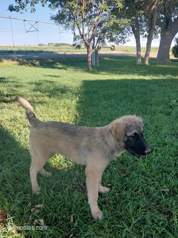 Toby – German Shepherd Dog, Anatolian Shepherd Dog puppy for sale in La Junta, CO