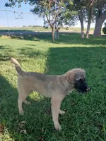 Toby, a male German Shepherd Dog and Anatolian Shepherd Dog for sale in La Junta, CO – 1 of 4