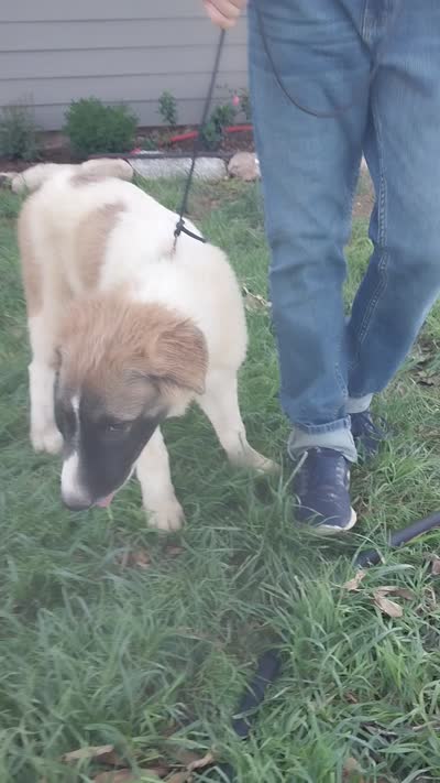 Mace, a male German Shepherd Dog and Anatolian Shepherd Dog for sale in La Junta, CO – 2 of 5