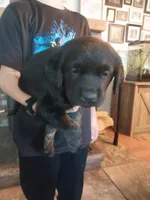 Riley, a male German Shepherd Dog and Labrador Retriever for sale in La Junta, CO – 2 of 3