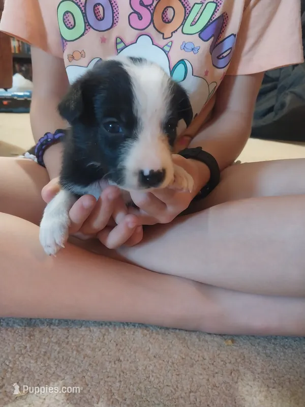 Tessa – Border Collie, German Shepherd Dog puppy for sale in La Junta, CO