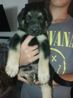 Cooper, a male German Shepherd Dog and Labrador Retriever for sale in La Junta, CO – 3 of 3