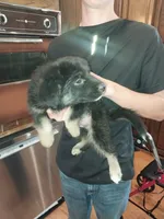 Marley, a female Border Collie and German Shepherd Dog for sale in La Junta, CO – 2 of 5
