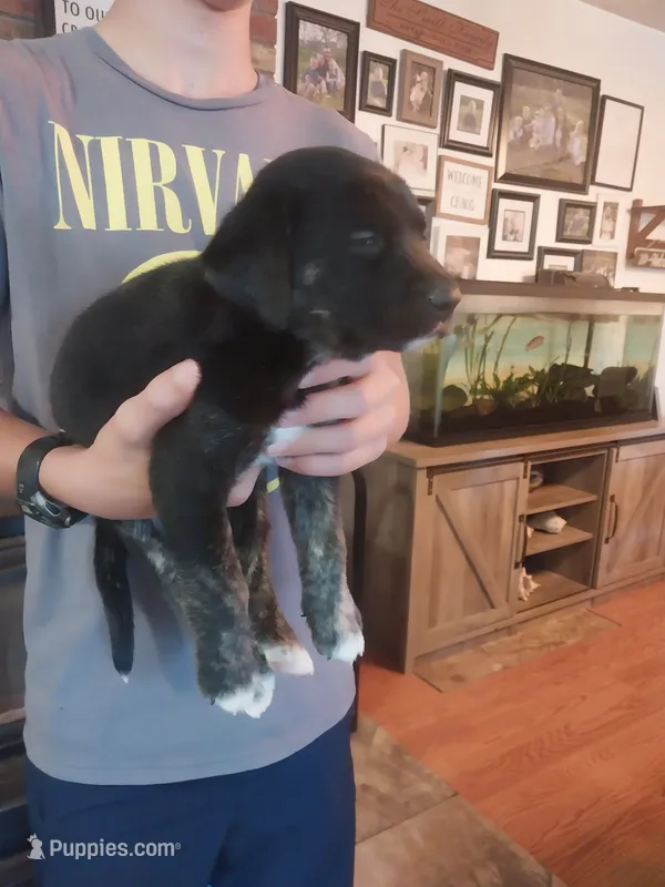 Chad – German Shepherd Dog, Labrador Retriever puppy for sale in La Junta, CO