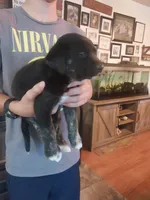 Chad, a male German Shepherd Dog and Labrador Retriever for sale in La Junta, CO – 1 of 4