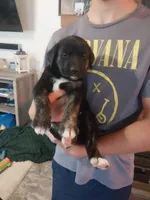 Chad, a male German Shepherd Dog and Labrador Retriever for sale in La Junta, CO – 2 of 4