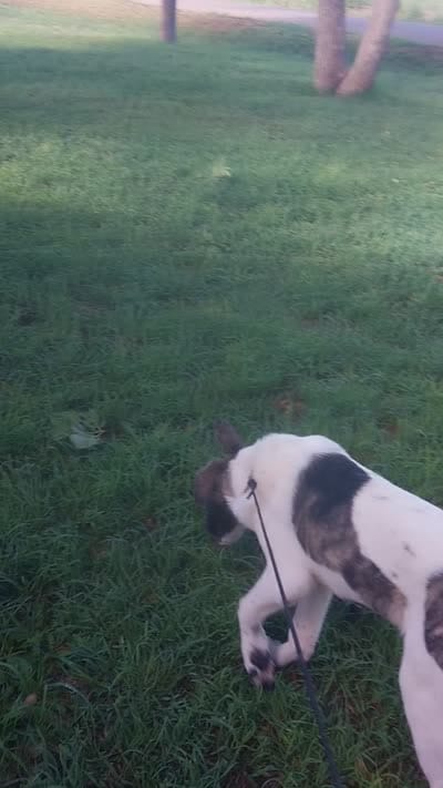 Brody, a male German Shepherd Dog and Anatolian Shepherd Dog for sale in La Junta, CO – 4 of 6