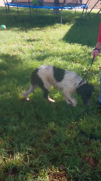 Oreo, a male German Shepherd Dog and Anatolian Shepherd Dog for sale in La Junta, CO – 7 of 7