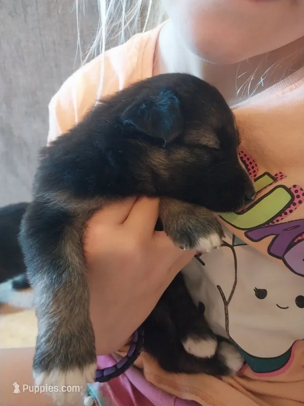 Luna – Border Collie, German Shepherd Dog puppy for sale in La Junta, CO