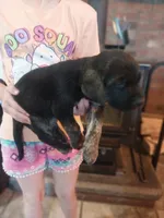 Charly, a male German Shepherd Dog and Labrador Retriever for sale in La Junta, CO – 2 of 3