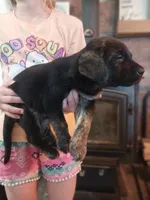 Charly, a male German Shepherd Dog and Labrador Retriever for sale in La Junta, CO – 3 of 3