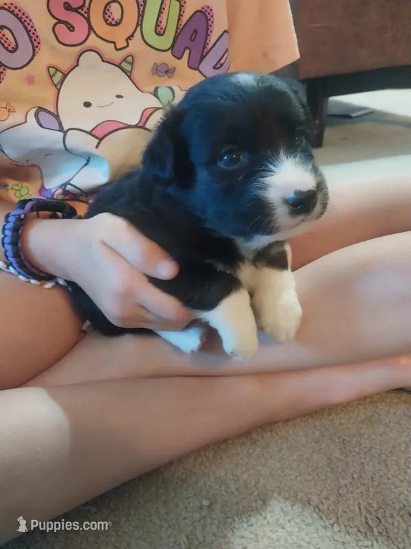 Socks – Border Collie, German Shepherd Dog puppy for sale in La Junta, CO