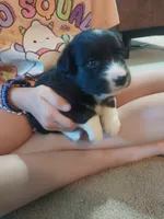 Socks, a male Border Collie and German Shepherd Dog for sale in La Junta, CO – 1 of 3